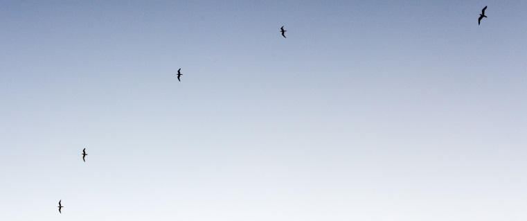 bird silouettes, article header image