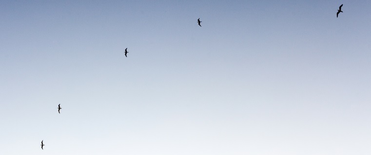 bird silouettes, article header image